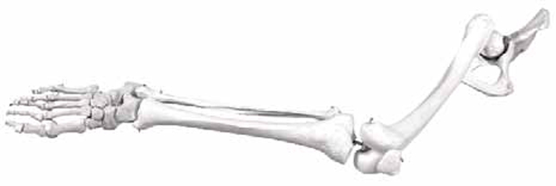 Skeleton of Lower Limb with Half Pelvis